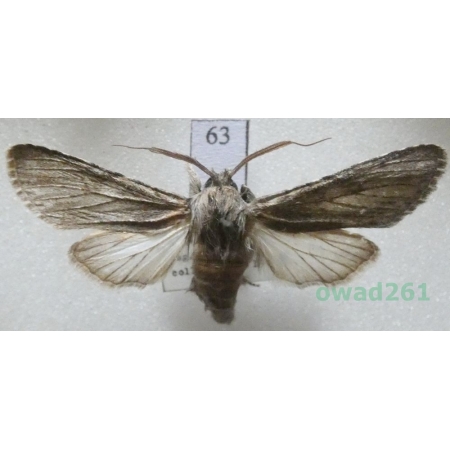 Dicranura ulmi (Denis & Schiffermüller, 1775) male Slovakia63